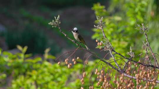 苦棟枝头上的白头鹎，突然飞走特写