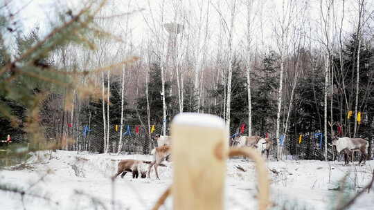 冬天的东北驯鹿部落踏雪