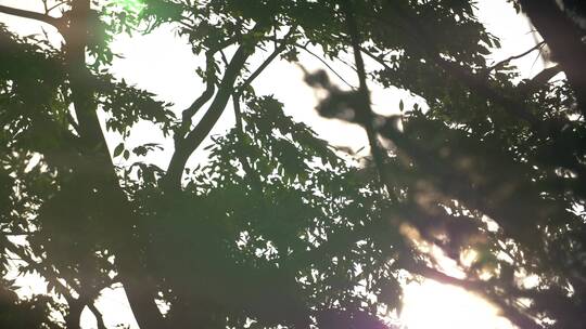 阳光穿过风吹的树木视频素材模板下载