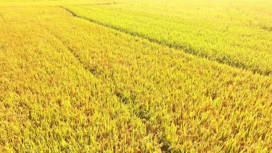 航拍秋天乡村稻田