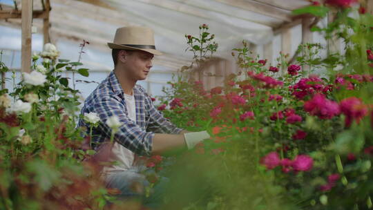 戴帽子的男园丁检查花蕾和花瓣