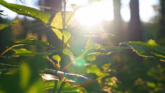 树叶阳光穿透树叶原始森林植物