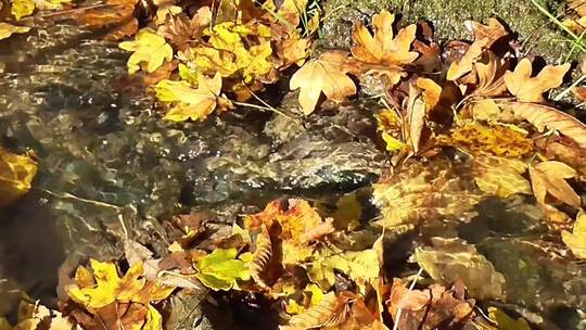 河中的秋叶视频素材模板下载