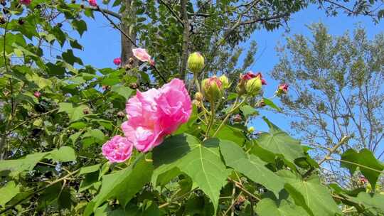 蓝天下的芙蓉花