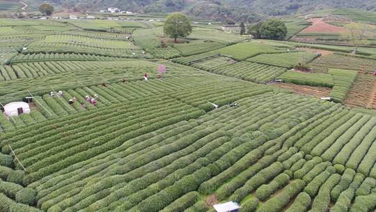 航拍杭州龙井茶园