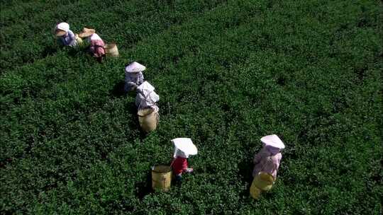 茶园茶厂制茶品茶