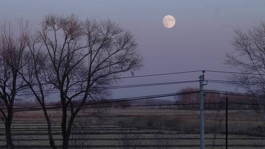 冬季黄昏傍晚郊区透过窗外树梢看向明月亮