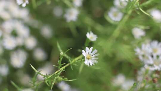 白雏菊花的选择焦点