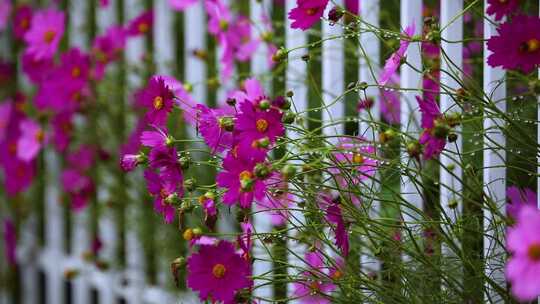 草原格桑花