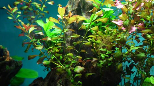 水草水族箱鱼缸造景青苔黄金胡子