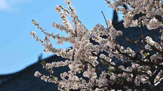 春季毛樱桃花盛开