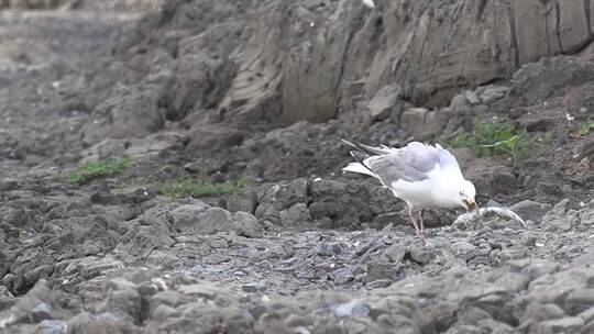 海鸥岸边捕鱼进食