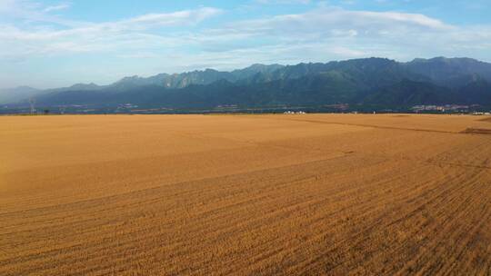 关中平原麦田小麦成熟