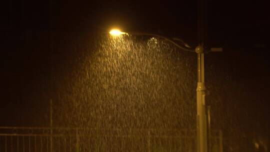 雨夜路灯 树叶特写 树叶