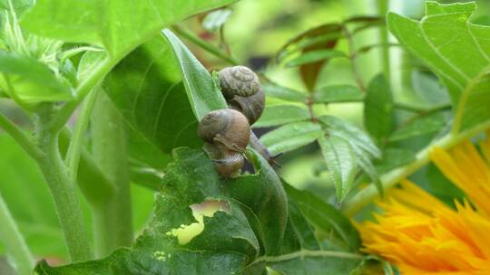 蜗牛在绿叶上爬行