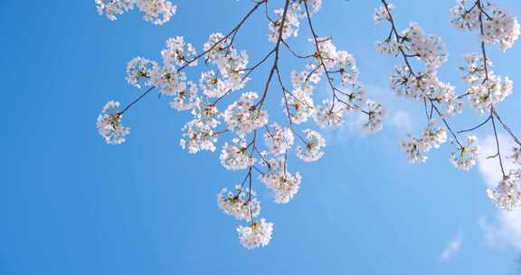 春天春季唯美的樱花空镜实拍