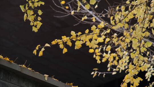秋天微风中金黄的银杏叶
