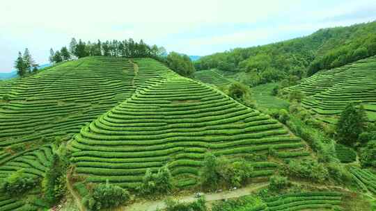 航拍春天茶山梯田武夷山燕子窠生态茶园