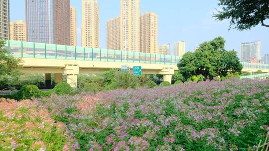 田间小路 花园 公园 花坛 醉蝶花