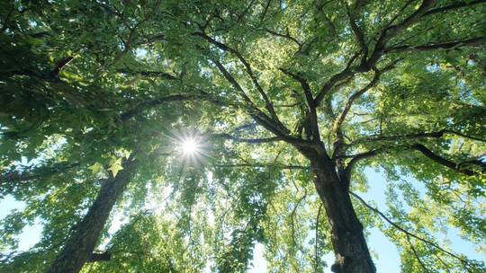 夏天夏日枫叶枫树树林树木树荫树阴