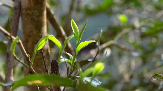 发芽茶树茶叶茶芽