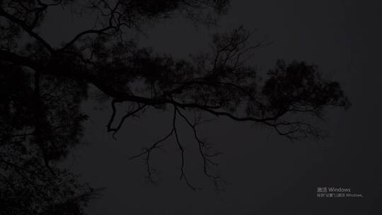 仰望夜空下的树枝
