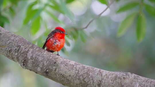 普通的朱红蝇，红头蝇，有美丽的鲜红色羽毛，栖息在