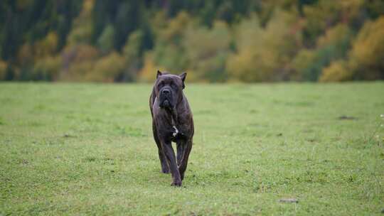 狗，Cane Corso，公园，散步