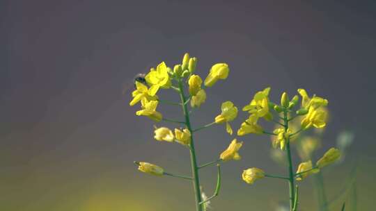 油菜花花海