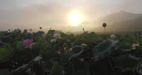 莲花山 日出