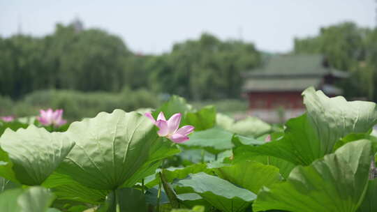 济南大明湖风景名胜区夏季风光