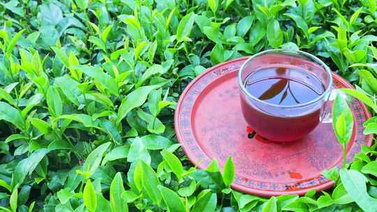 茶叶茶艺茶文化茶树品茶倒茶春茶茶道茶芽