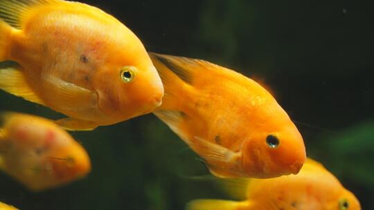 海洋馆海洋鱼类水族馆