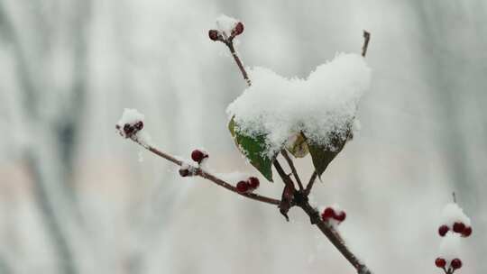 大雪后树枝头的积雪特写