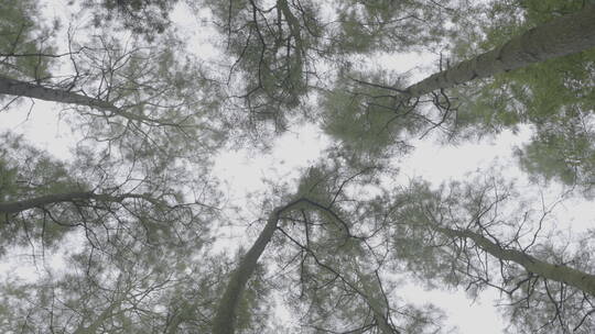 自然-上海-树林-茂密-天空-仰视-旋转-全景