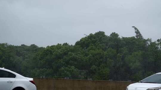 台风狂风暴雨下摇摆的行道树