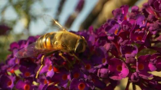 大黄蜂在紫色的花朵上视频素材模板下载