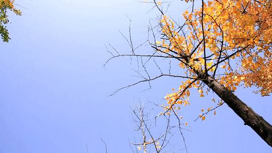 西安的秋天  秋色 落叶  树叶黄了