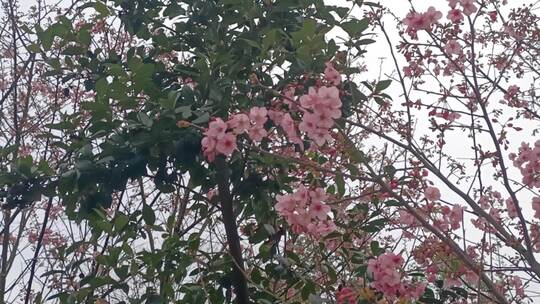 盛开在枝头的粉色樱花