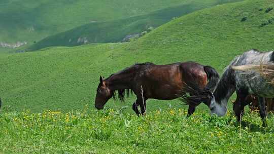 在山上吃草的马群