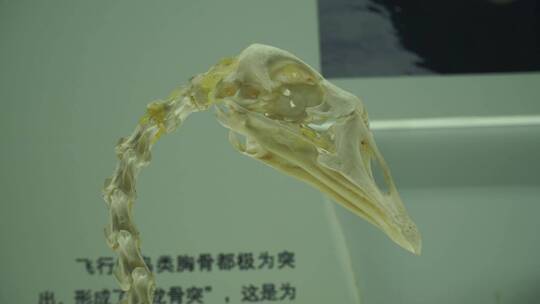 鸟类骨骼标本
