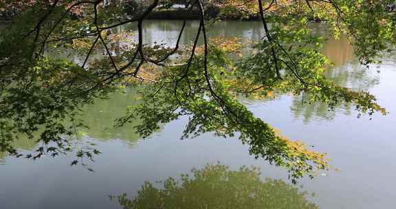 初秋杭州西湖边由绿转黄的枫叶
