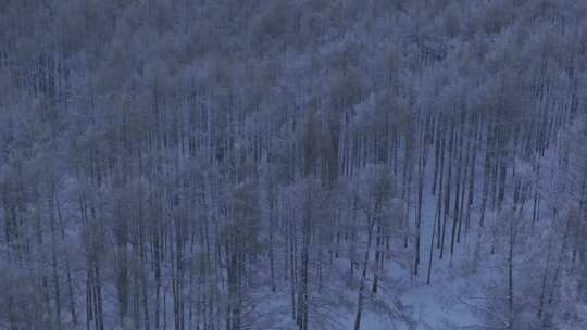 中国最北端的白色森林雪景日出