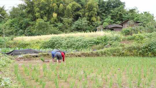 农民在田里插秧