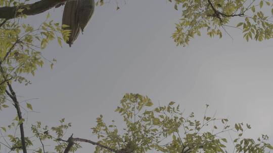 晚秋初冬萧条景象LOG视频素材