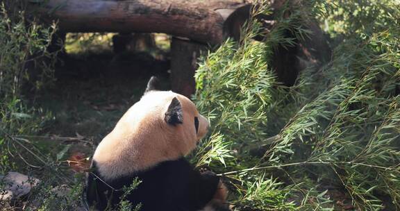 大熊猫吃竹子实拍