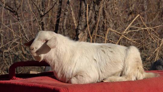 4K养殖畜牧-冬日暖阳下的绵羊特写