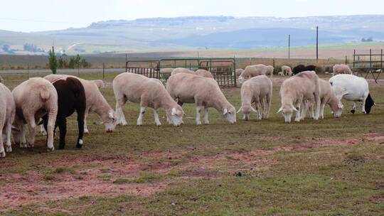 一群羊在牧场吃草