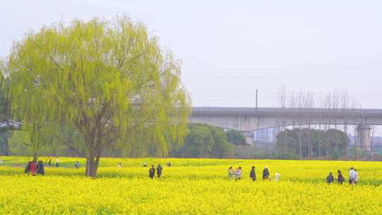 杭州临平春天油菜花花田高铁驶过