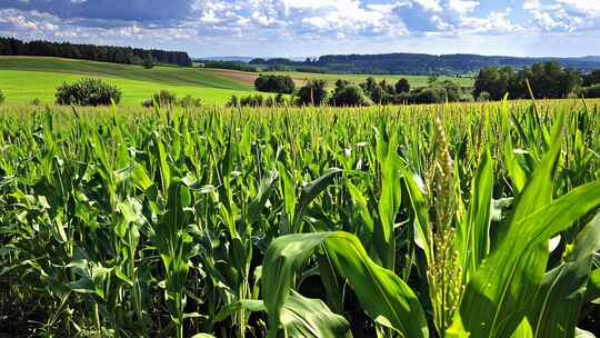 玉米地茁壮成长农业农村宣传片